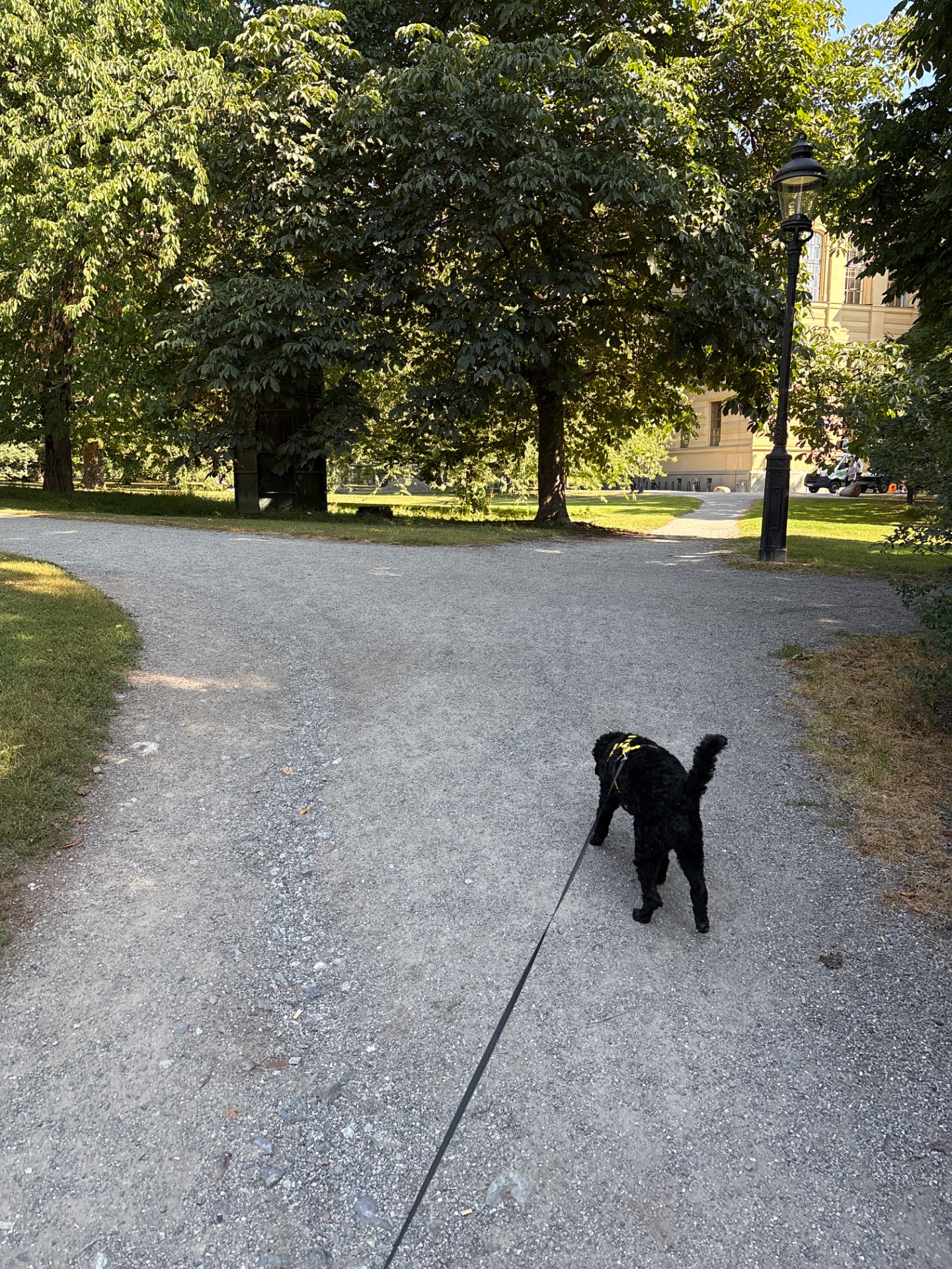 A lovely outdoor walk through a tree-lined park path with a furry companion! This peaceful stroll combines fresh air, natural scenery, and steady movement for a great cardio activity.