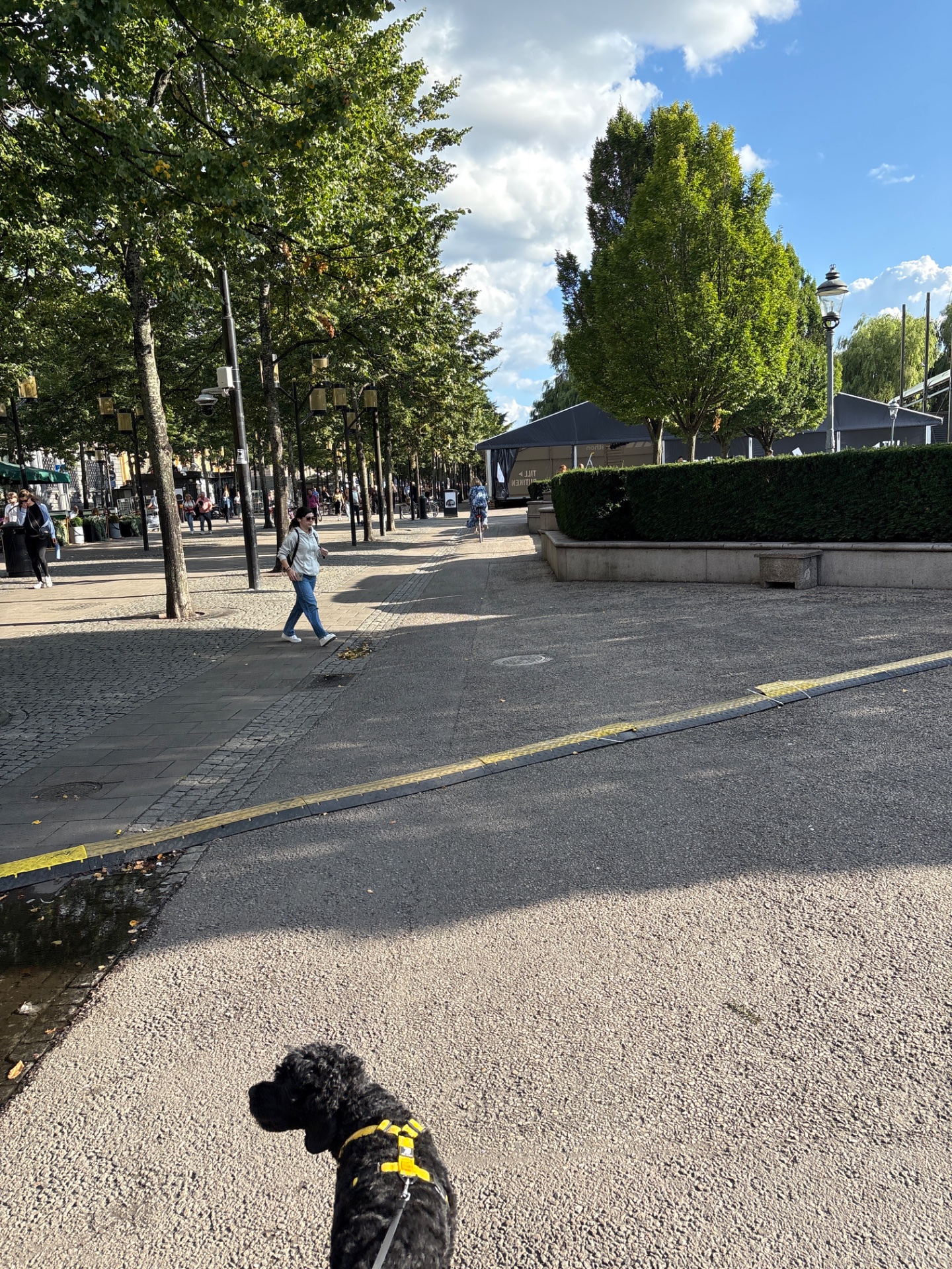A leisurely walk through a beautiful urban park with tree-lined pathways. Great outdoor cardio activity with fresh air and scenic surroundings!