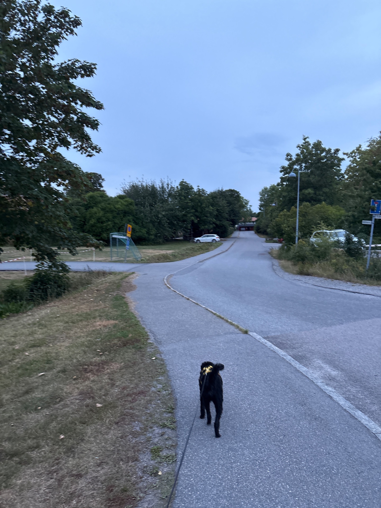 A refreshing outdoor walk or jog with a dog through a scenic park area. Great way to get moving while enjoying nature and quality time with your furry companion!