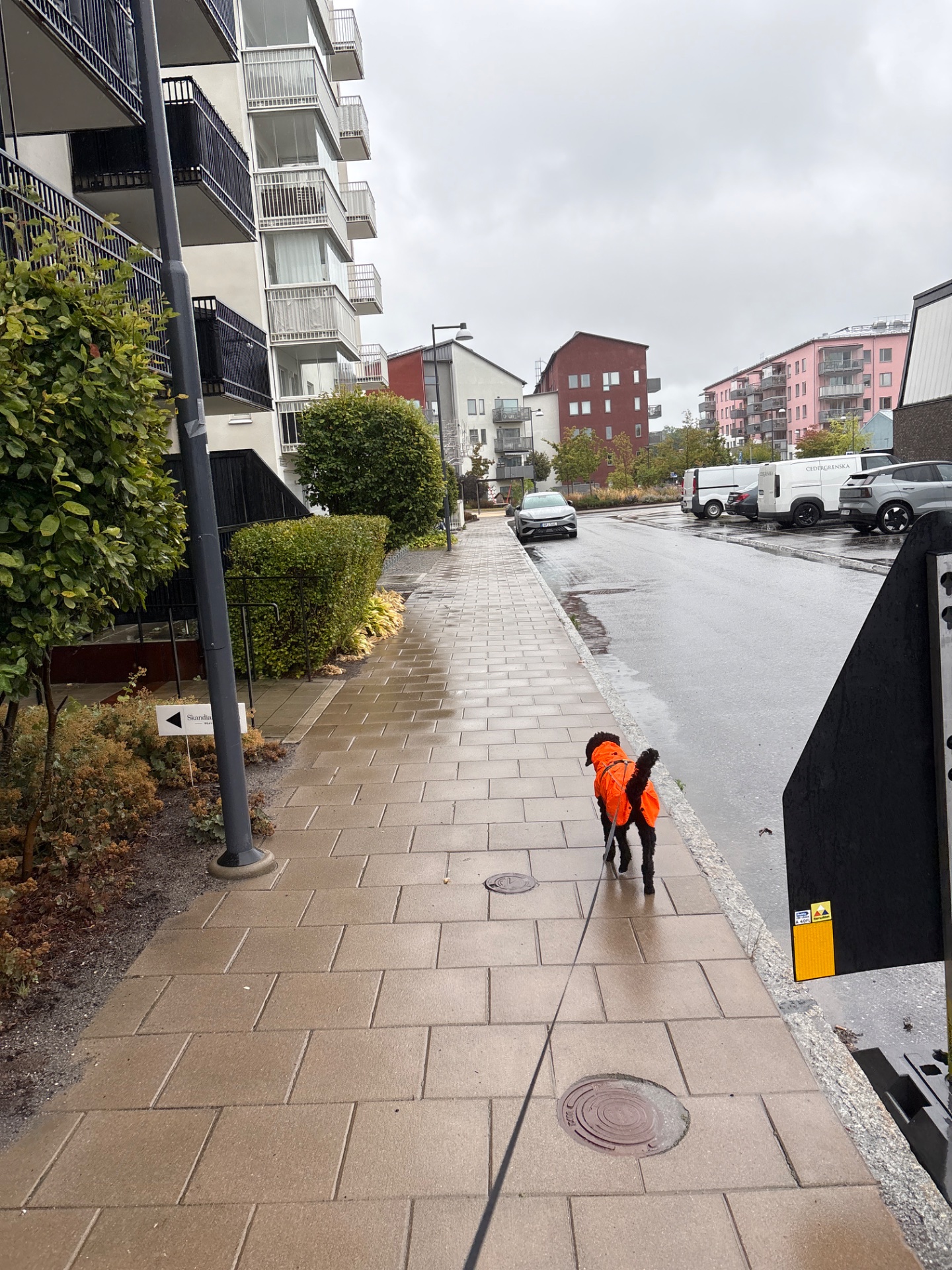 A dog in a bright orange jacket enjoys an urban walk or jog through a European-style residential area. Great outdoor cardio activity with a furry companion!