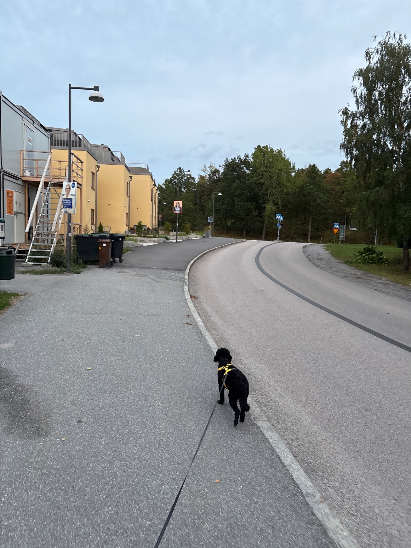 A great outdoor walk with a furry companion on a scenic path! This leisurely stroll through a residential area is a perfect way to get some fresh air and movement.