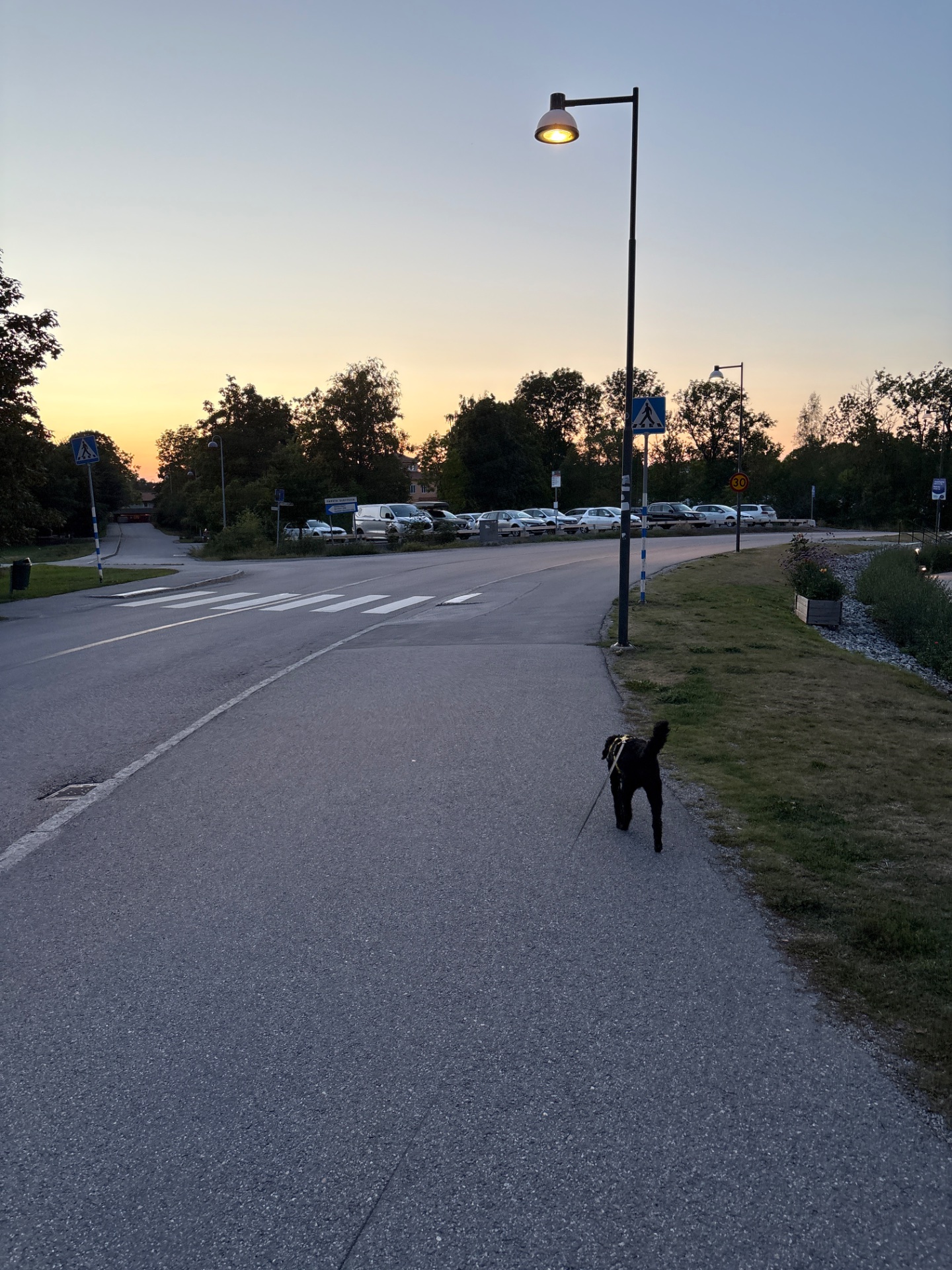 An evening walk or jog with a dog through a parking area at dusk. Great outdoor cardio activity combining walking/running with fresh air and companionship!