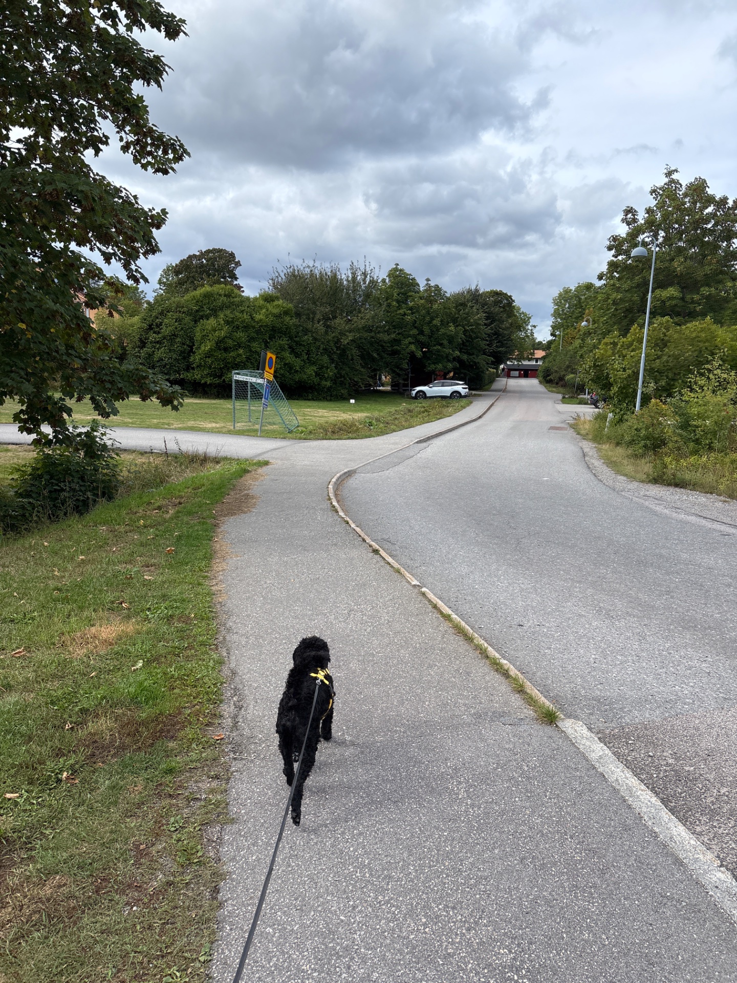 A great outdoor walk with a furry companion on a scenic paved path! This leisurely stroll through a park or neighborhood combines fresh air, movement, and quality time with your dog.