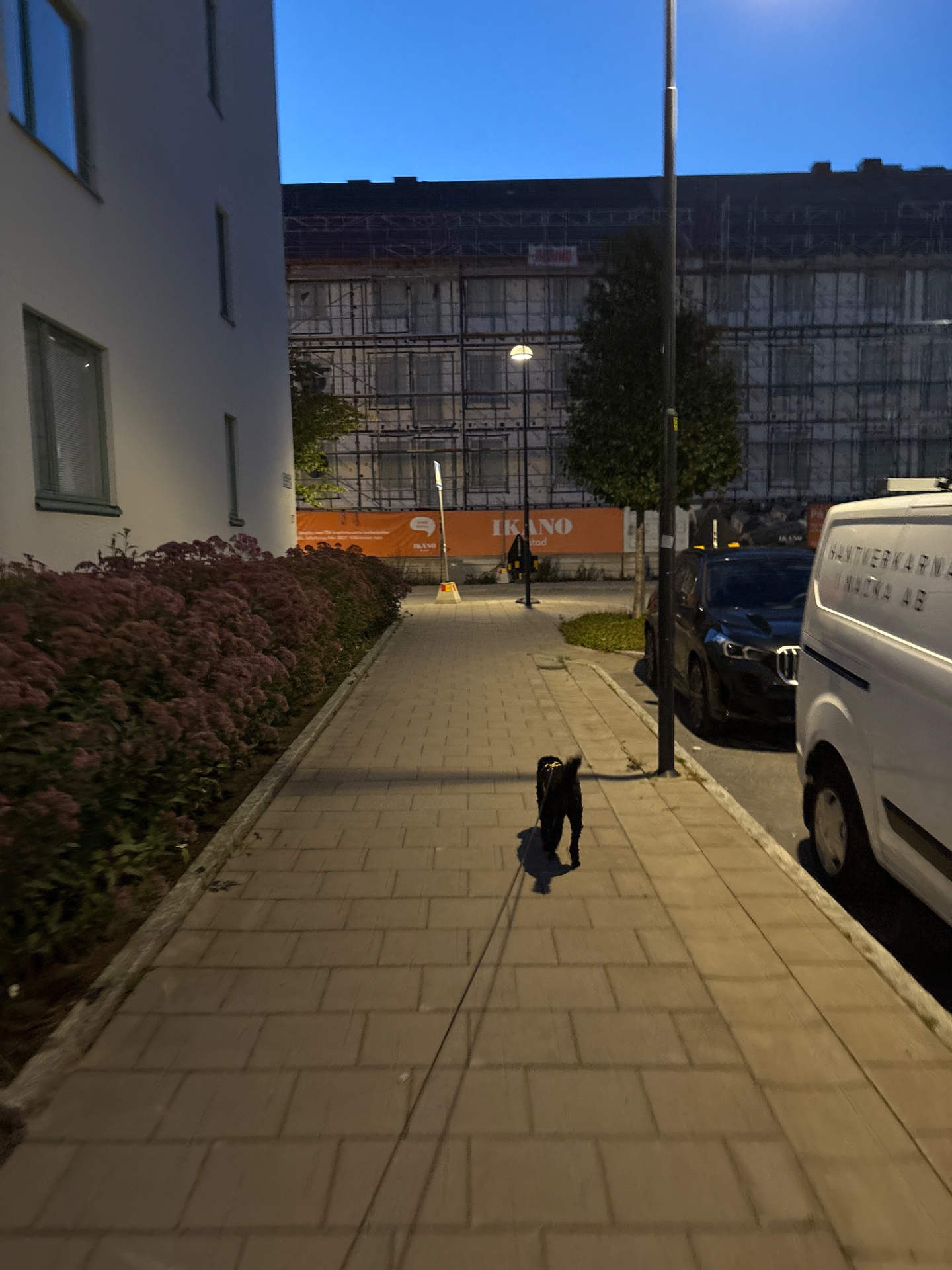 A person walking their dog through an urban neighborhood street during evening hours. This casual outdoor walking activity provides a great low-impact cardio workout!