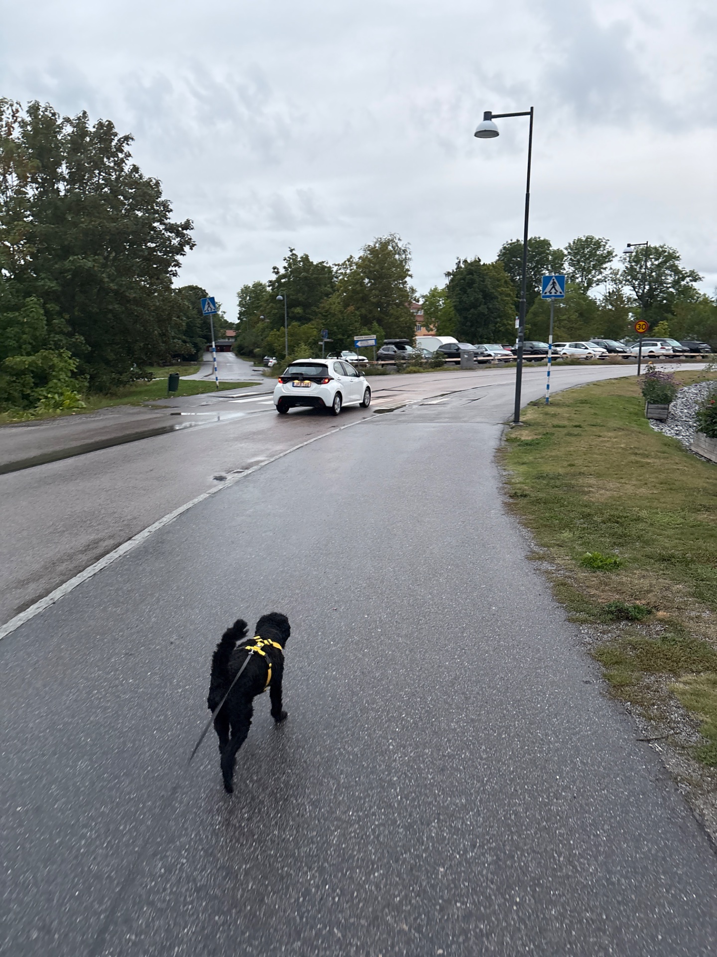 A dog running outdoors on a paved path through a parking area, getting in some excellent cardio exercise with a harness and leash setup!