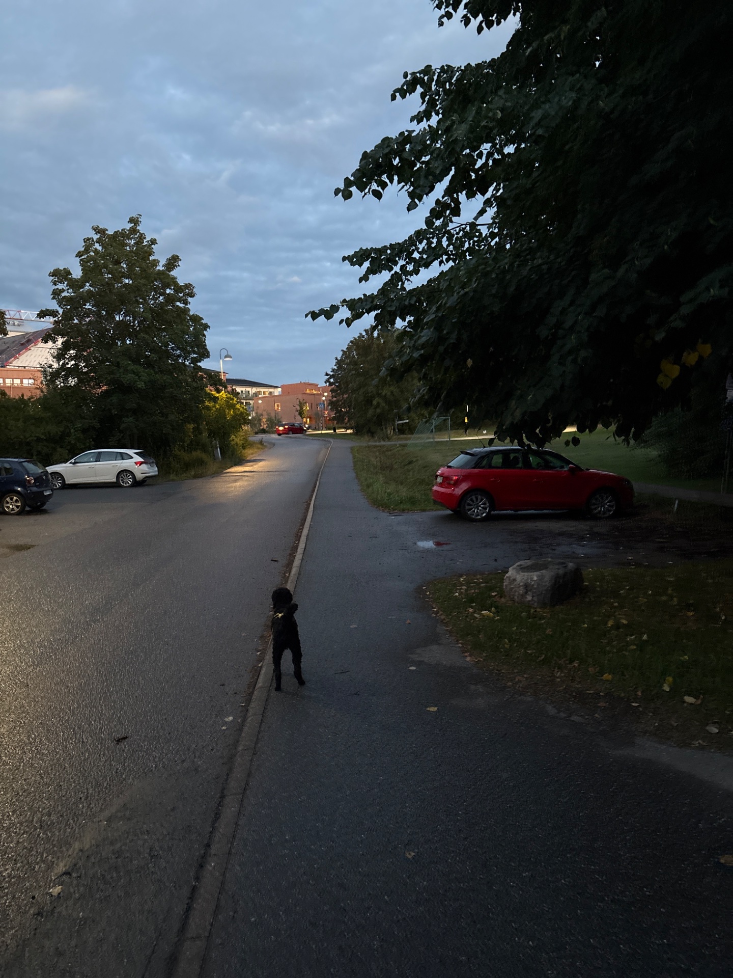 A dog walk or run through a suburban neighborhood street with tree-lined paths. Great outdoor cardio activity combining fresh air and movement!
