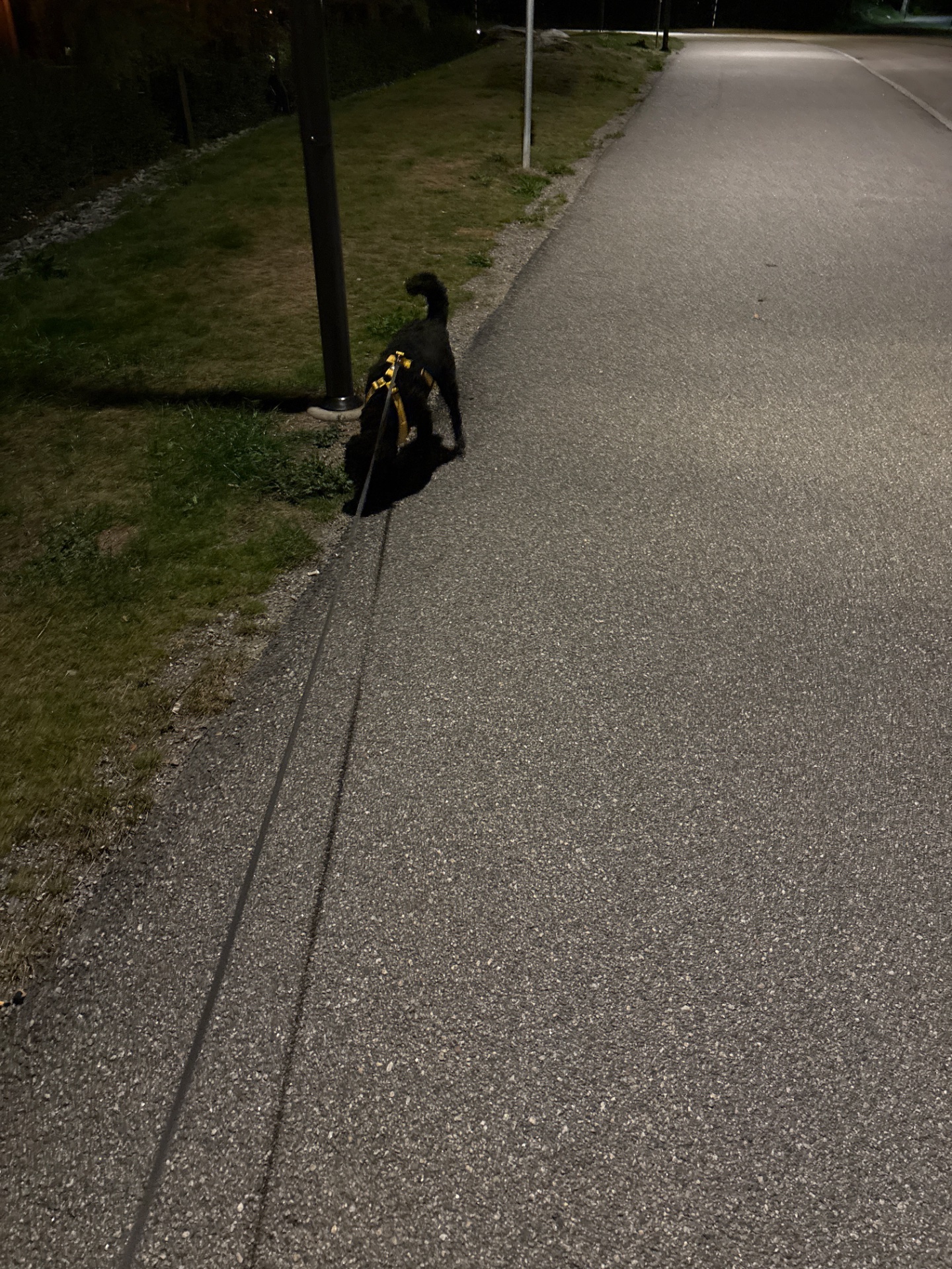 Evening walk with a dog on a paved path! A great low-impact cardio session combining outdoor movement and a furry companion.