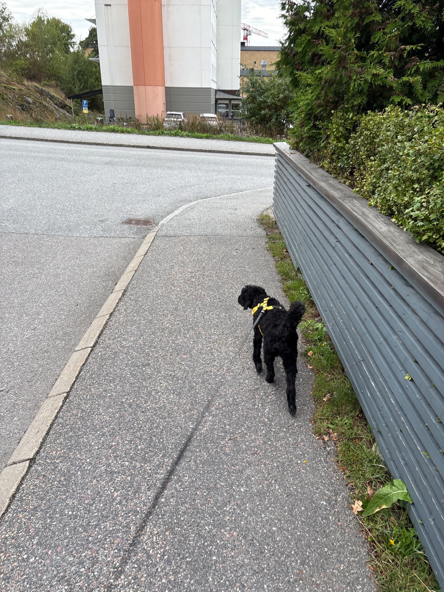 A dog enjoying an outdoor walk on a paved path, getting in some light cardio and fresh air in an urban setting!