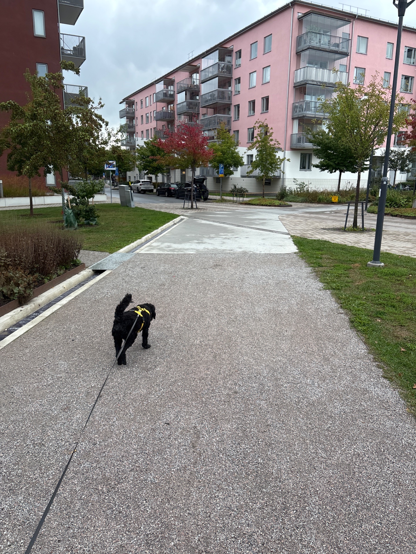A dog walk or jog through an urban neighborhood path! This is a great way to get moving while enjoying the outdoors and spending quality time with a furry companion.