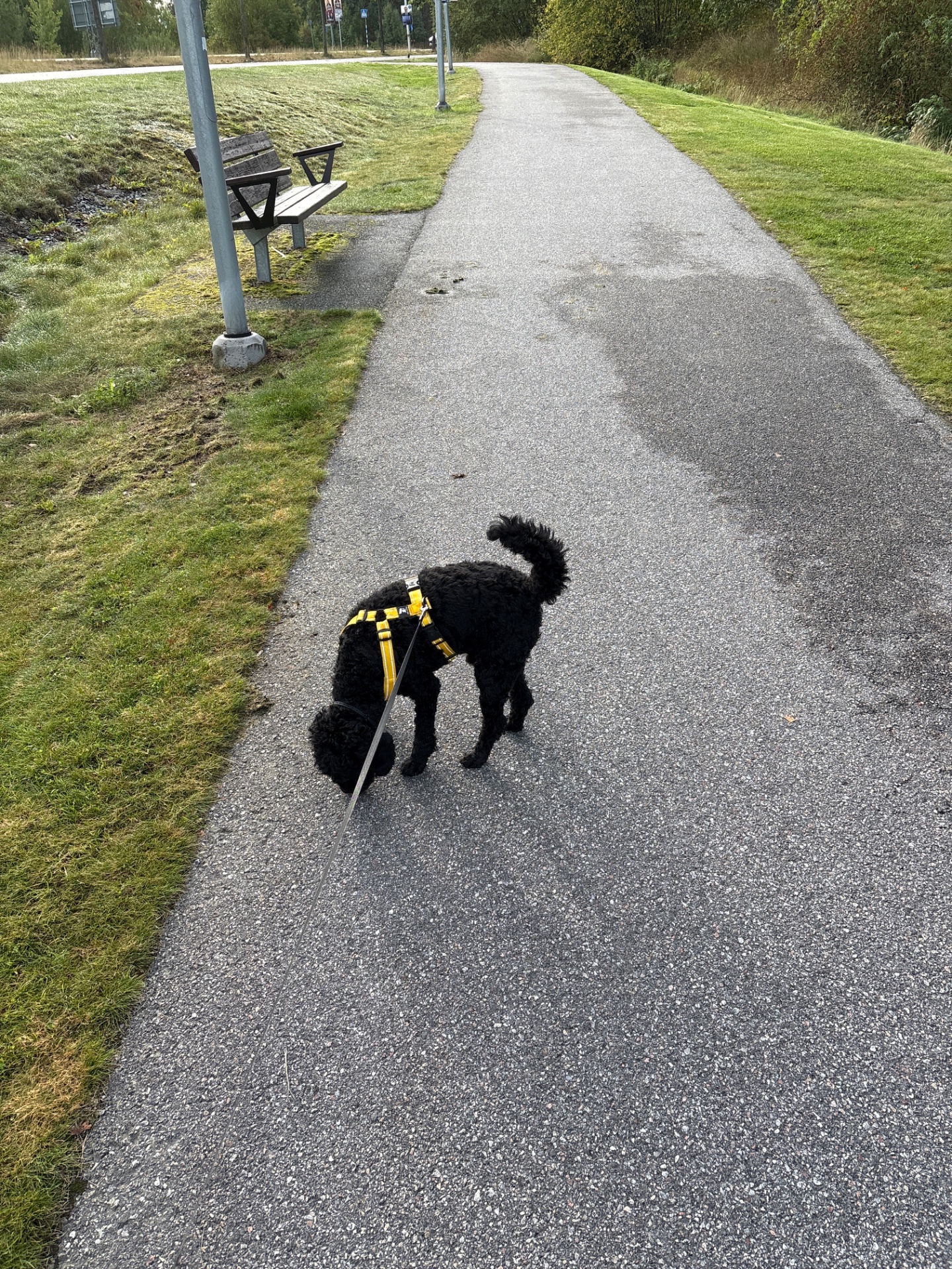 A dog walk on a paved trail through a park! This black pup in a yellow harness is getting some outdoor cardio while enjoying a leisurely stroll on a scenic path.