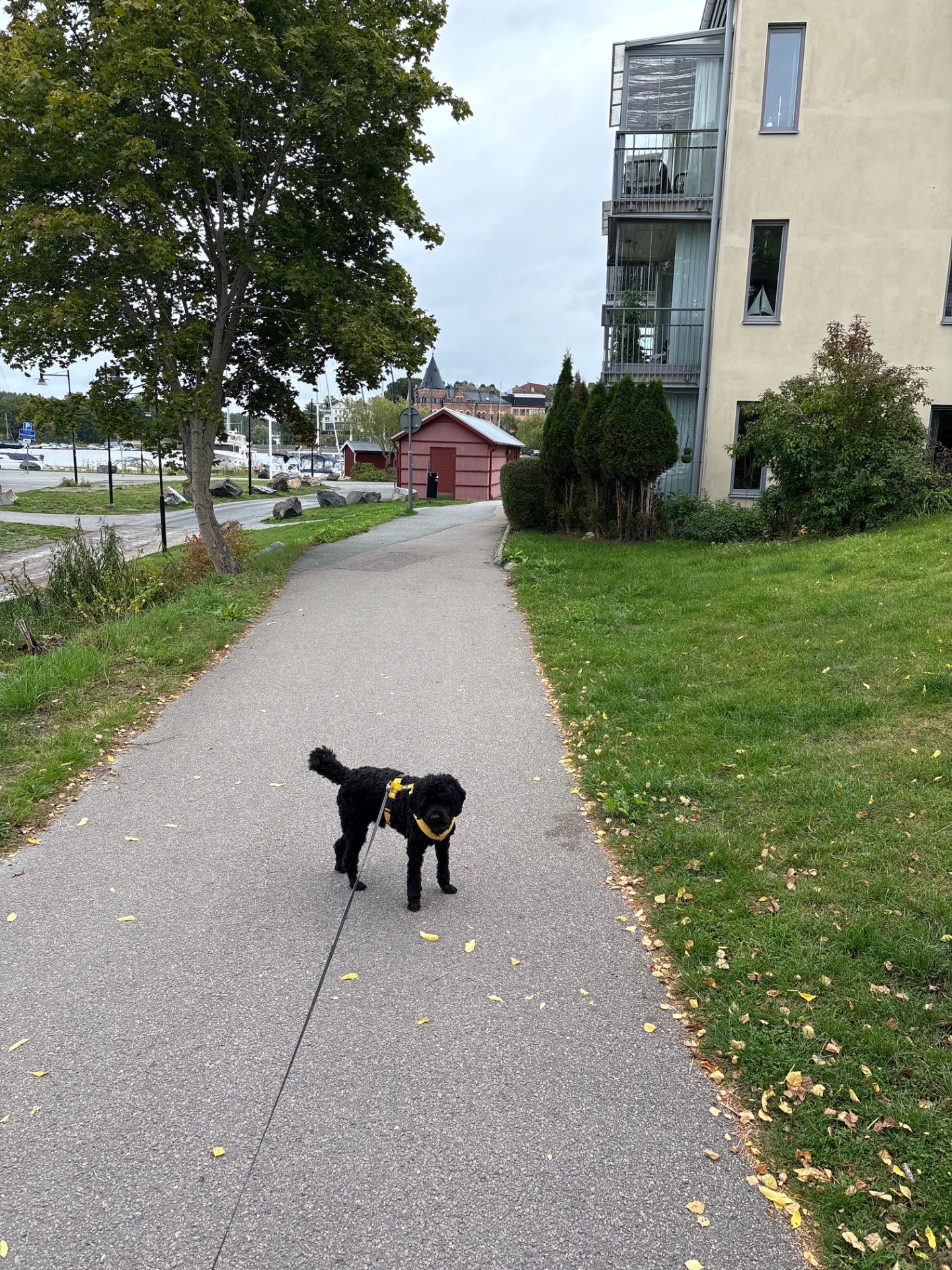 A lovely outdoor walk with a furry companion on a paved path through a scenic residential area. Perfect low-impact cardio activity combining fresh air and movement!