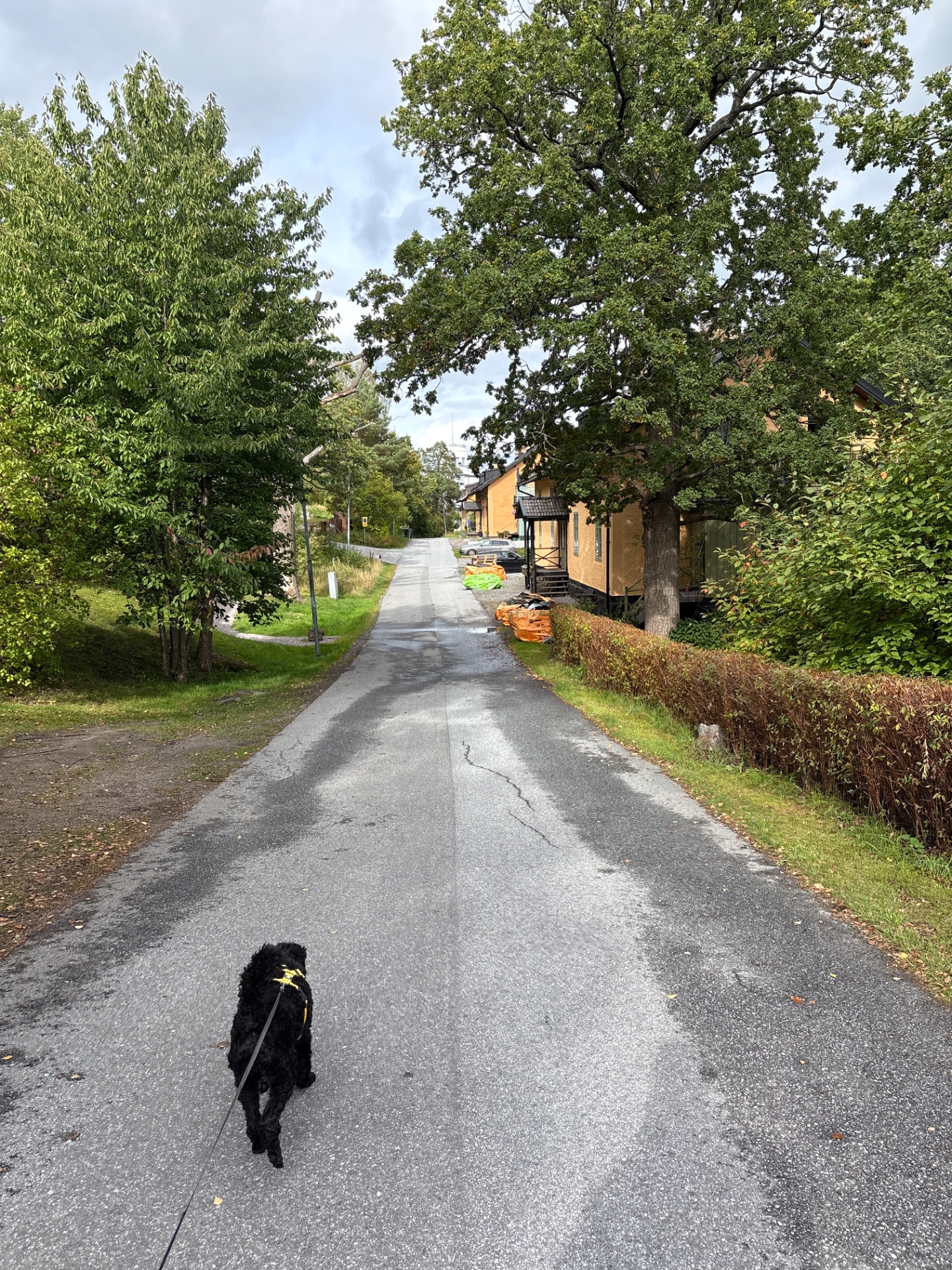 A scenic walk or hiking session down a tree-lined rural road with a dog, enjoying fresh air and natural surroundings in what appears to be a beautiful countryside setting.