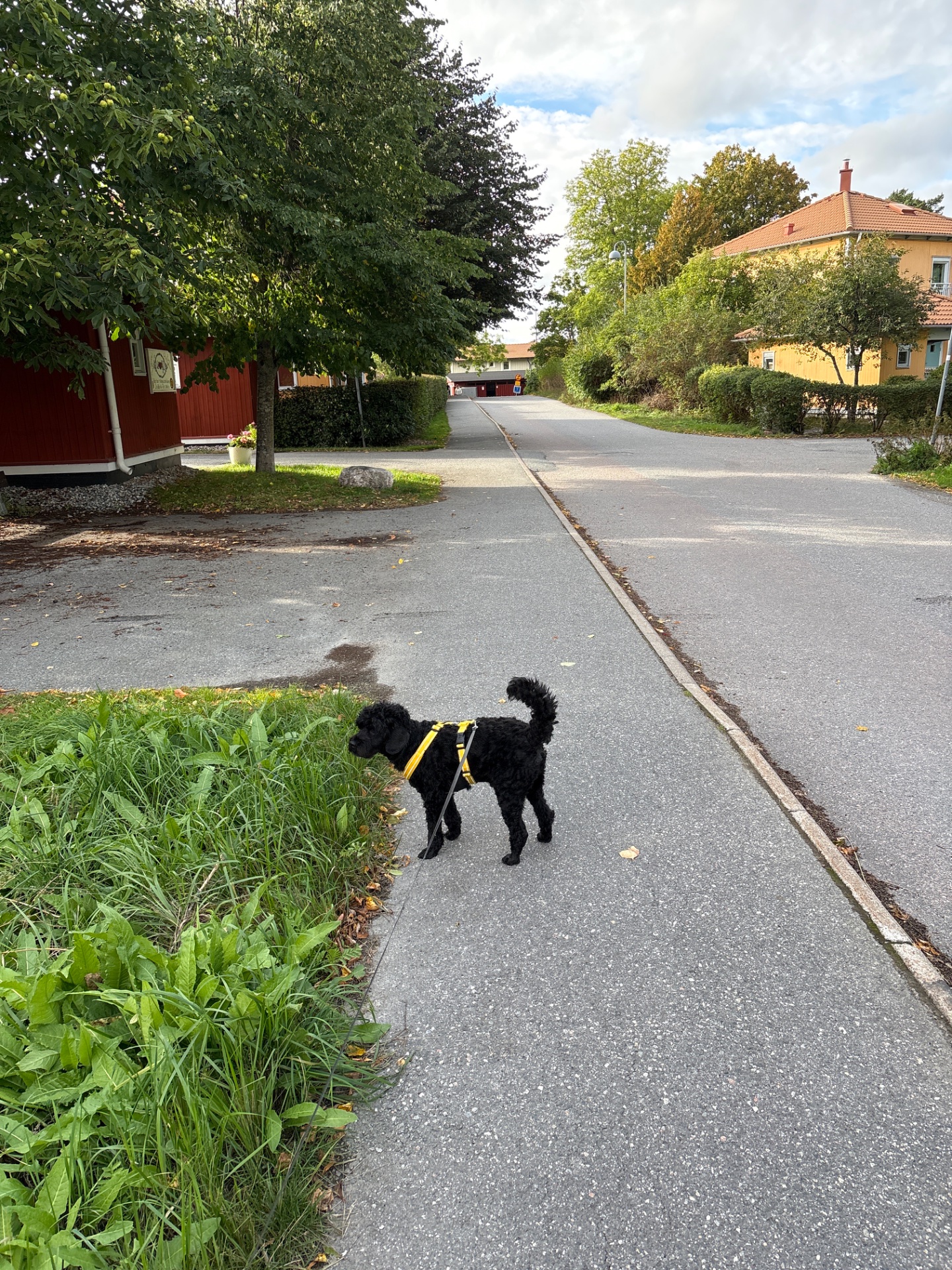 A scenic dog walk through a peaceful residential neighborhood with tree-lined streets. Great low-intensity cardio activity combining fresh air and movement!
