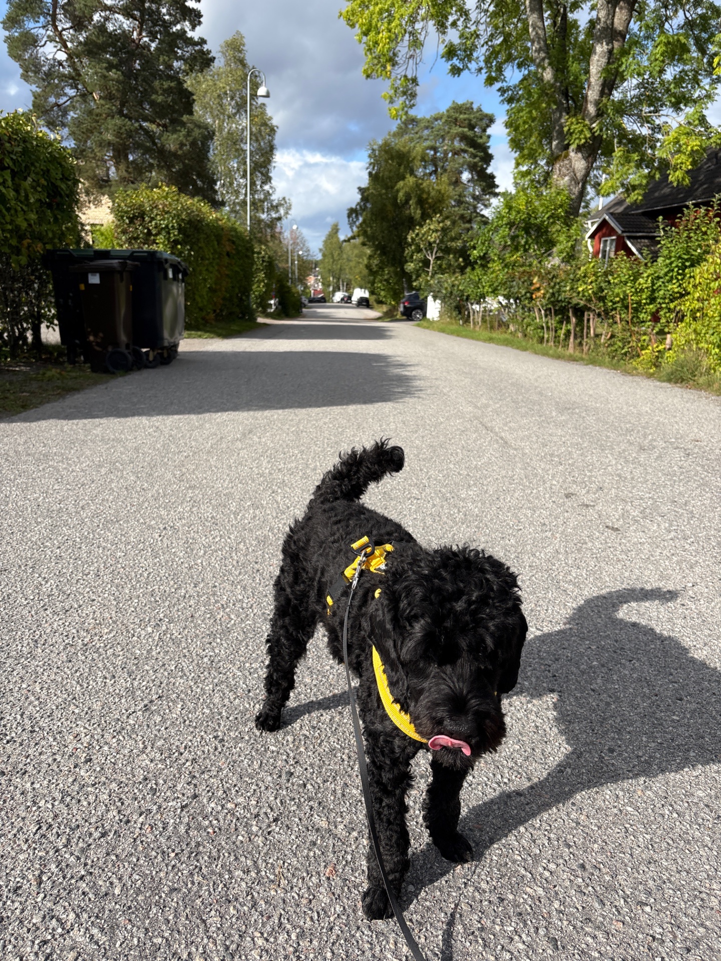 A scenic neighborhood walk with a furry companion! This peaceful outdoor stroll through a tree-lined residential area is a great low-intensity cardio activity.