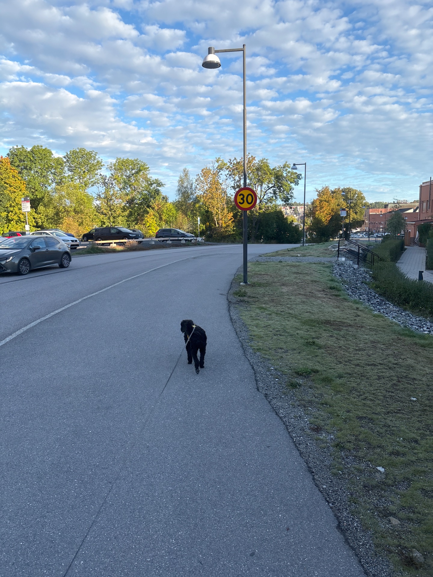 A dog walking or light jogging along a paved path in an outdoor urban setting on a beautiful autumn day. This is a great low-intensity cardio activity!
