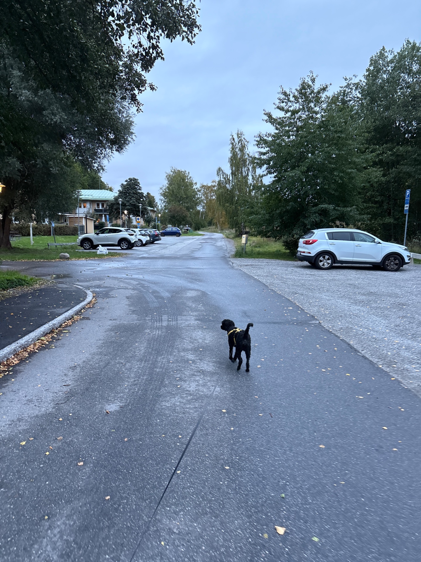 A dog walk or run through a residential neighborhood on a nice day. This is a great low-impact cardio activity getting some fresh air and movement!