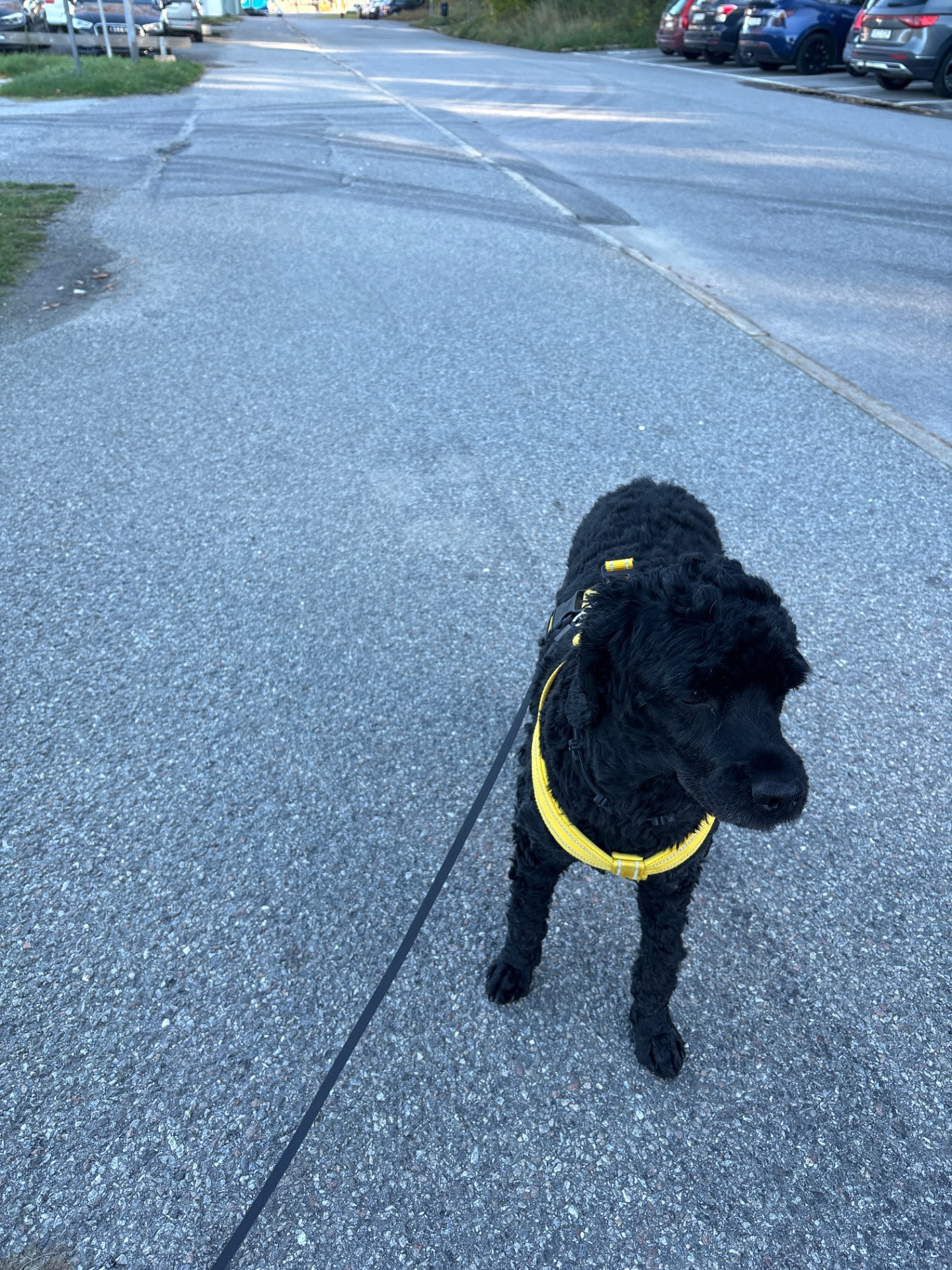 A dog walk on a paved path—a classic low-intensity cardio workout that gets you moving outdoors!
