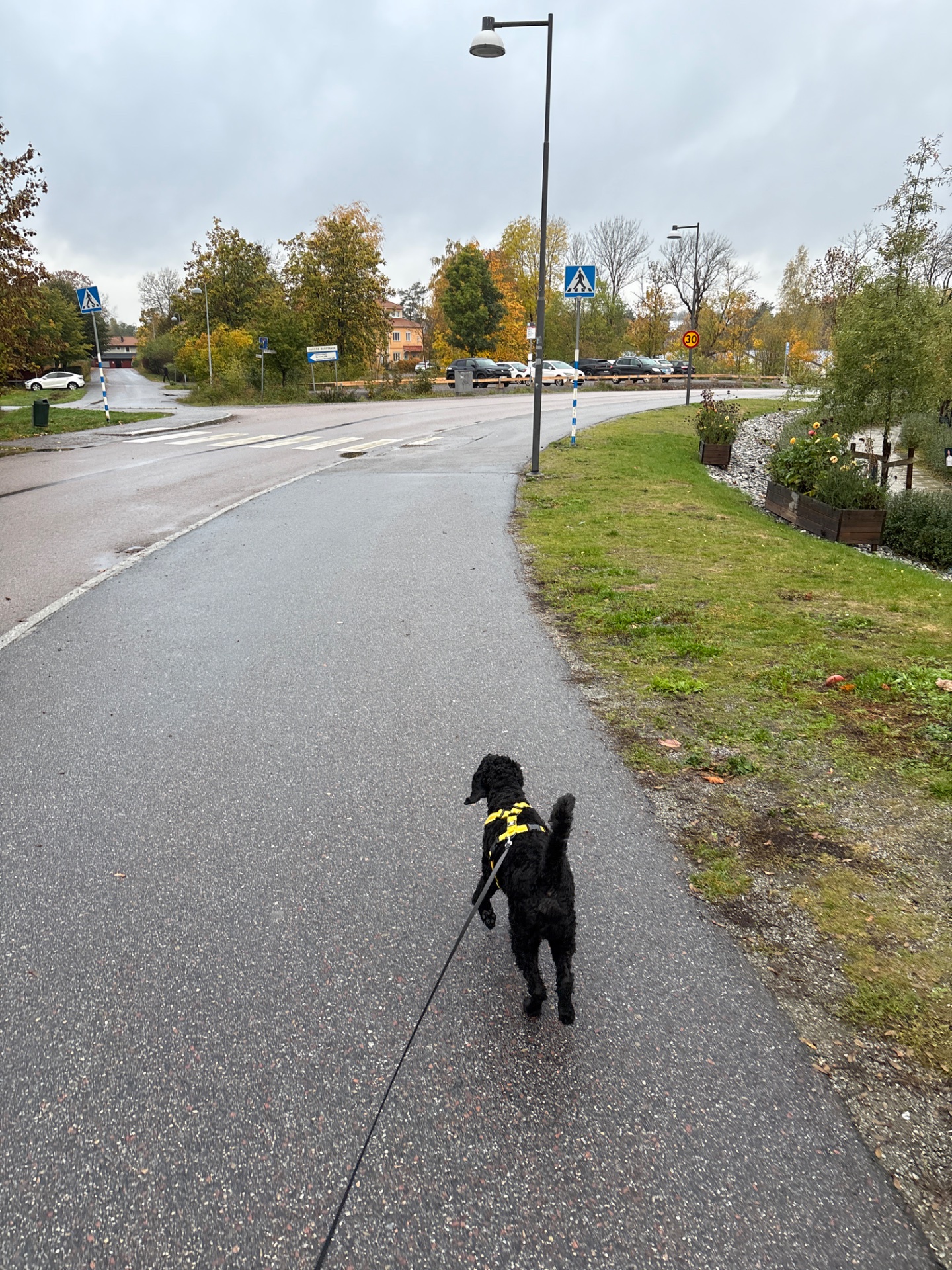 A dog walk or light jog on a paved path through a suburban area. Perfect low-impact cardio exercise enjoying the outdoors!